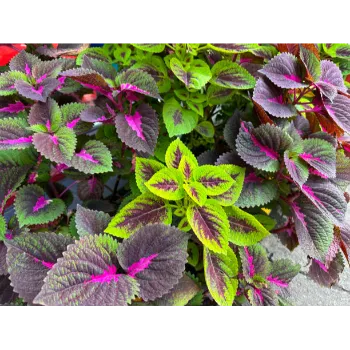 Decorative Plants